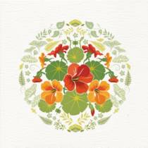 nasturtium flowers card